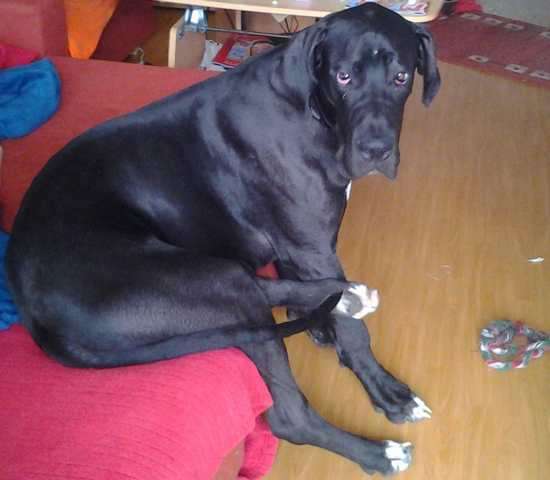 verschmust und lieb deutsche Dogge Mann